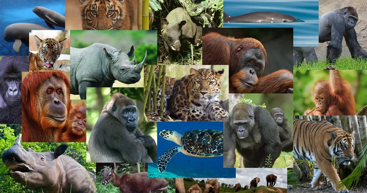 Delving into the Diversity of Animal Kingdom